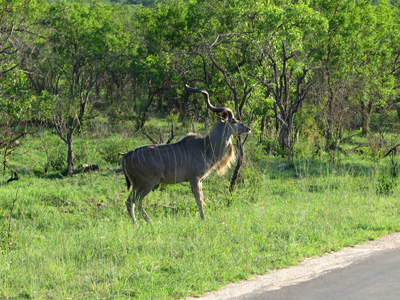 Kudu (?), Kruger, South Africa 2013